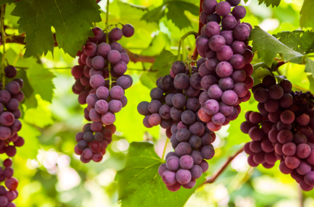 The Ultimate Beginner’s Guide to Growing Fruit Trees at Home