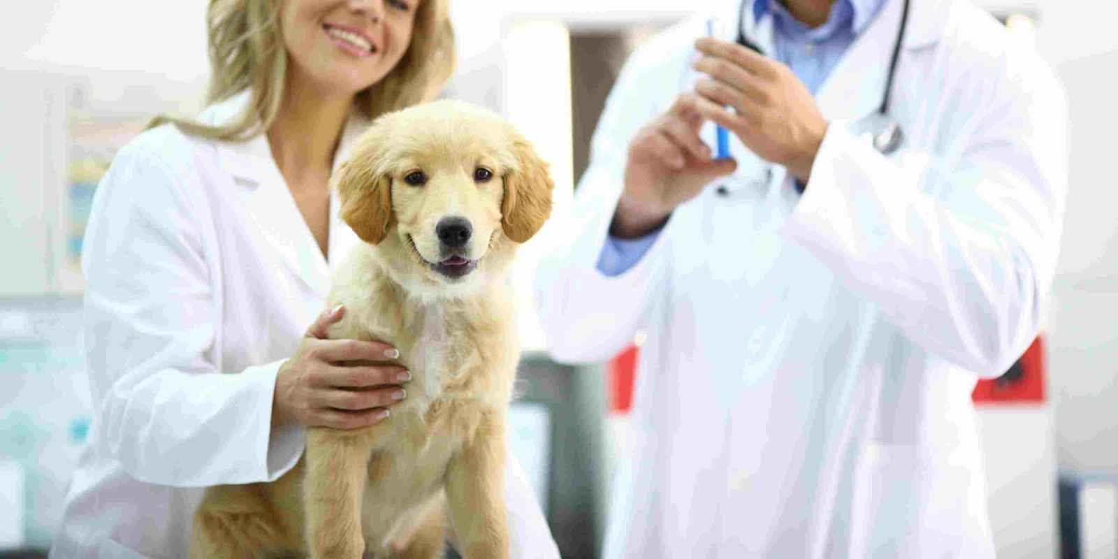 Why Early Immunization Is Essential for Lifelong Pet Wellness