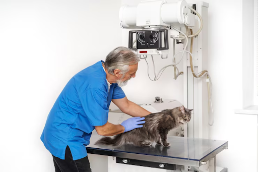 How Advanced Veterinary Imaging Helps Diagnose Neurological Conditions in Pets