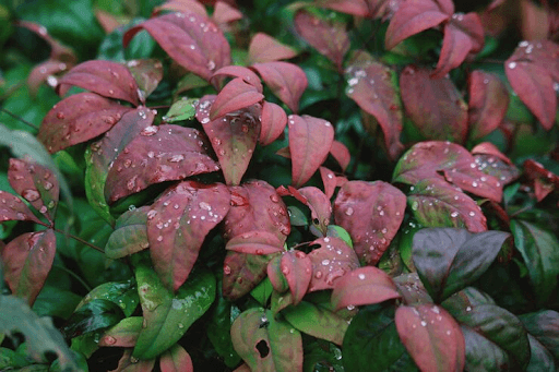 The Best Plants to Welcome Into Your Home When the Rains Arrive