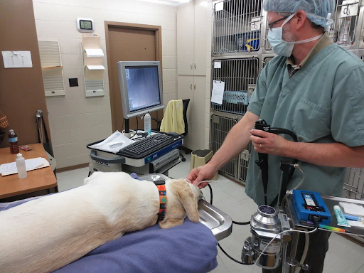 How Veterinary Endoscopy Helps Vets Examine Internal Health Problems
