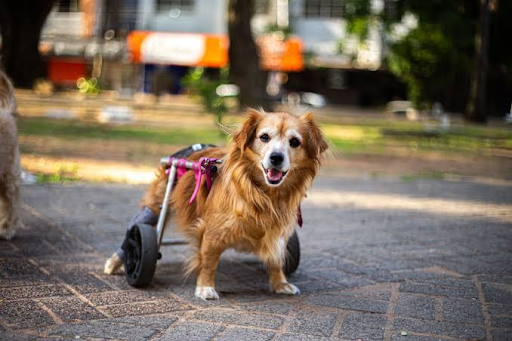 Paralysis Treatment for Dogs: From Diagnosis to Daily Support